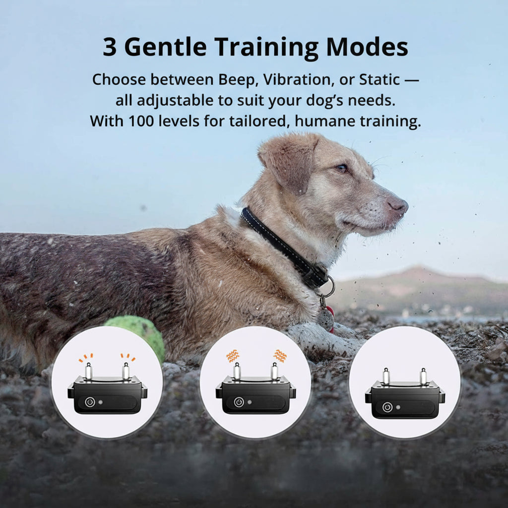 Collar de adiestramiento para perros impermeable de 1000 m | Recargable, con mando a distancia y ajustable para perros pequeños, medianos y grandes