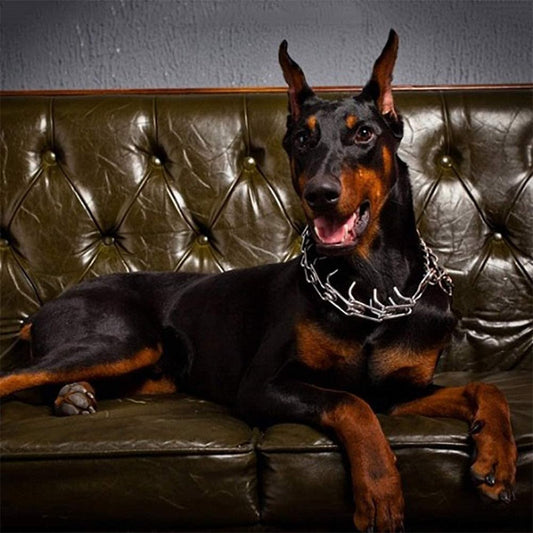 Collar de Pinchos para Perros - Estilo B