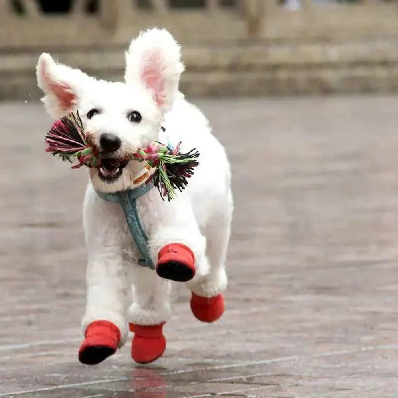 CozyPaws • Botas Impermeables para Perros