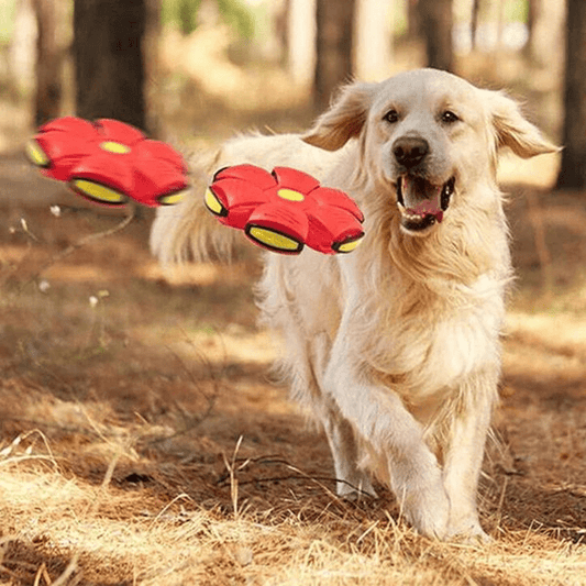 Juguete Interactivo Volador para Perros
