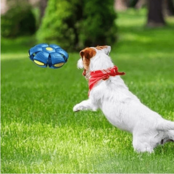 Juguete Interactivo Volador para Perros