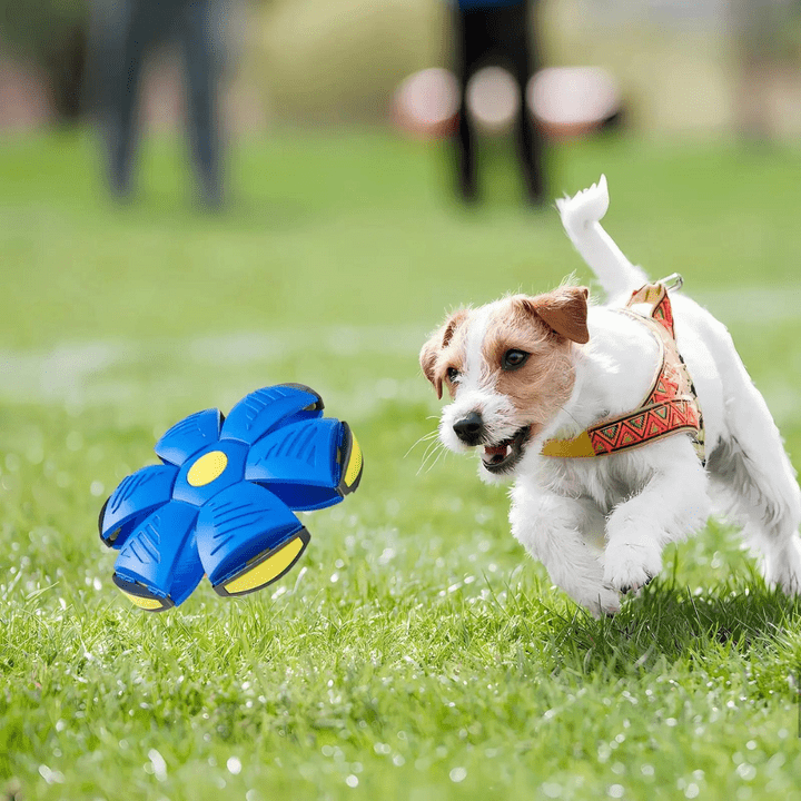Juguete Interactivo Volador para Perros
