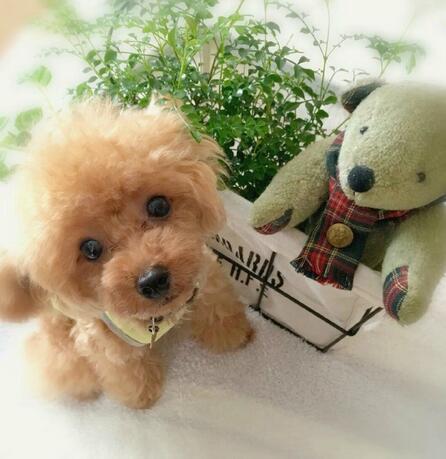 LieberTeddy™ 2.0 - Un Juguete de Mascota Realista