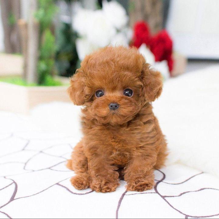 LieberTeddy™ 2.0 - Un Juguete de Mascota Realista