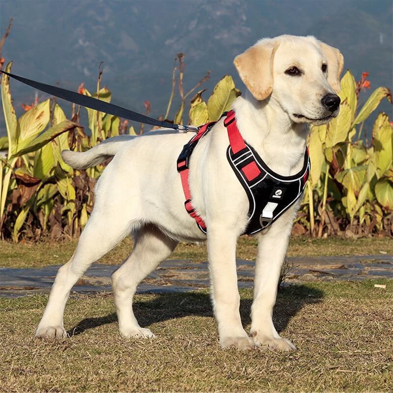 PawsControl - El Arnés Antitirones Definitivo para Perros