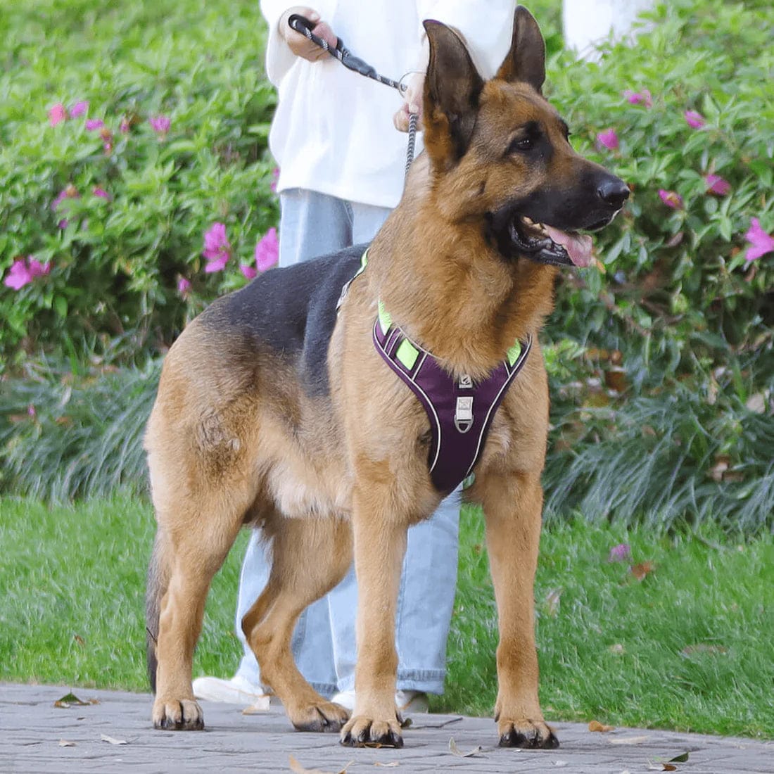 PawsControl - El Arnés Antitirones Definitivo para Perros