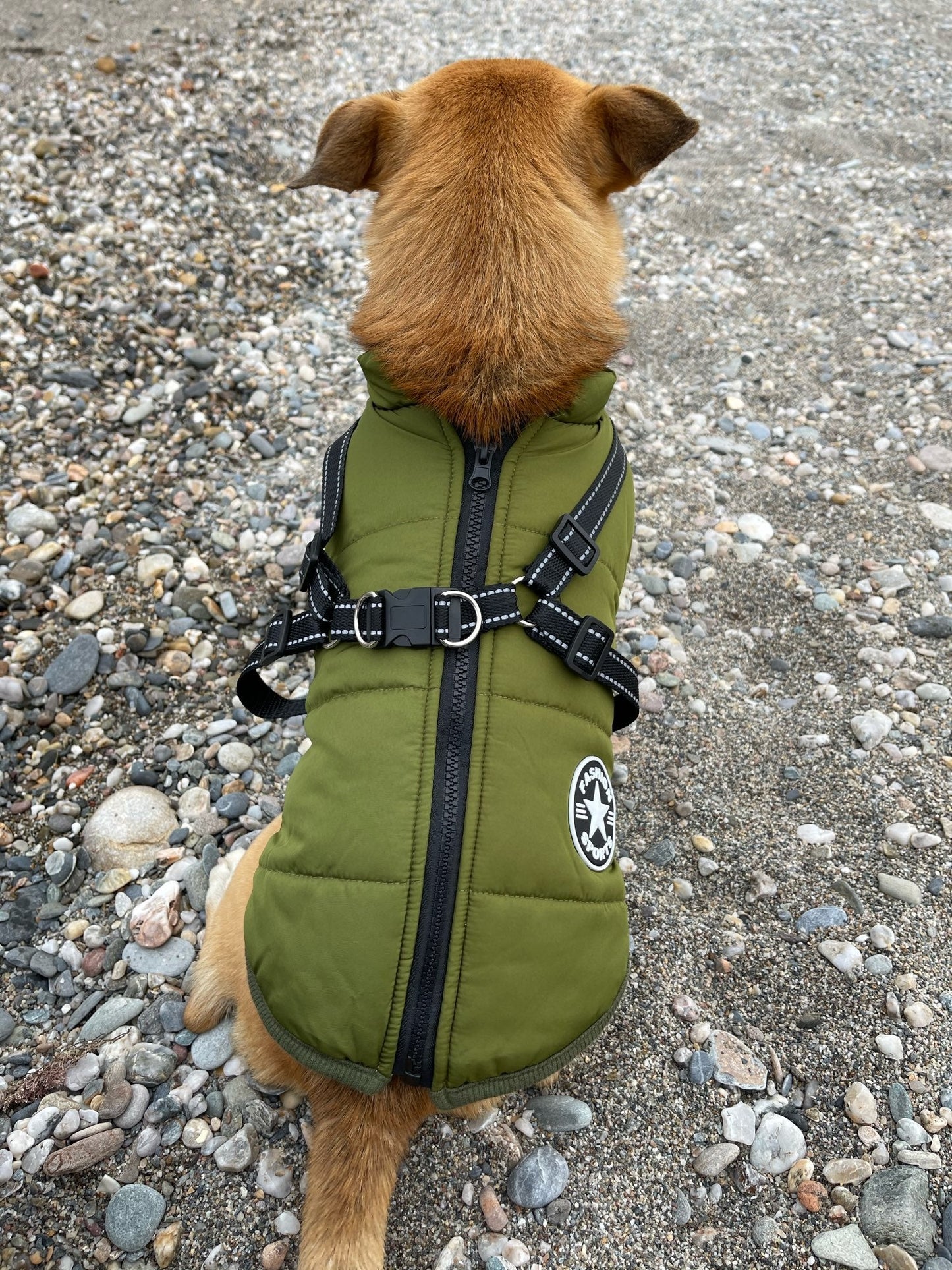 PawShield™ – La Chaqueta para Perros 3 en 1