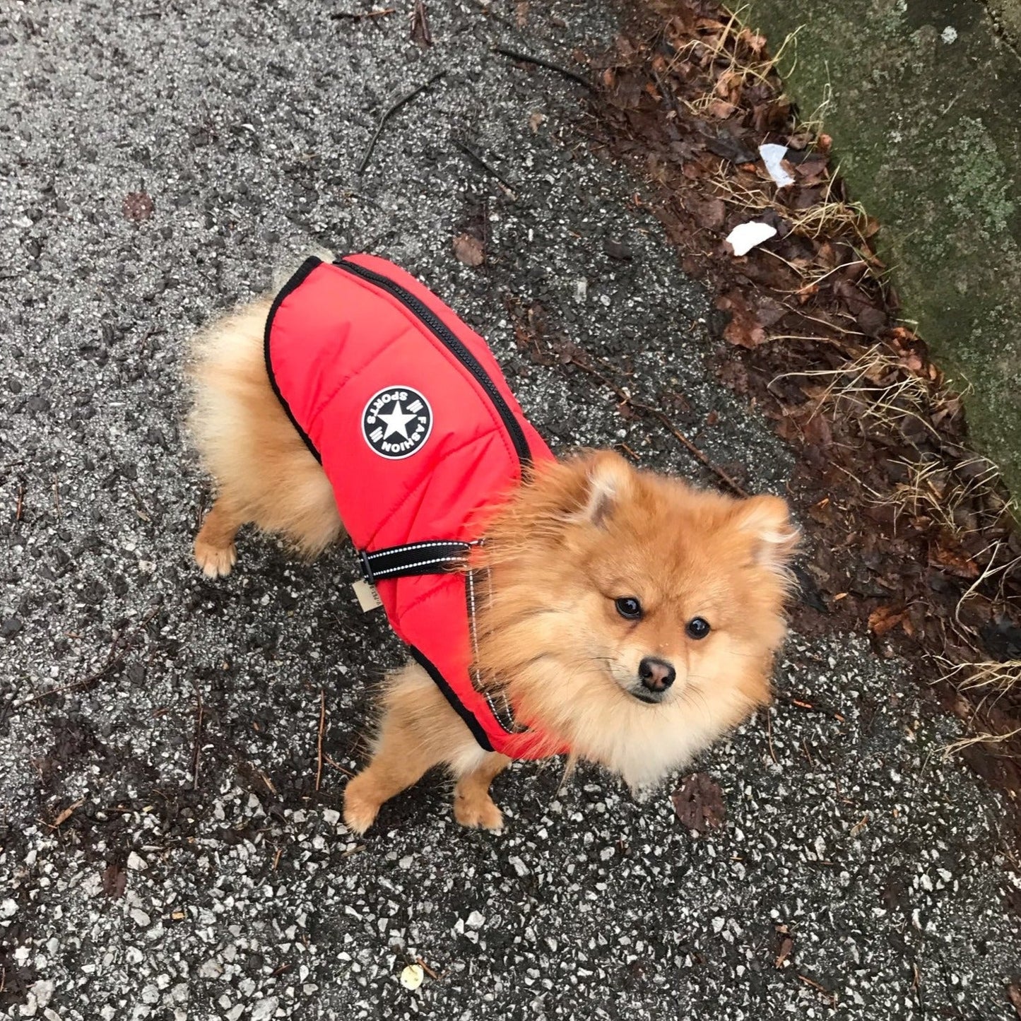 PawShield™ – La Chaqueta para Perros 3 en 1