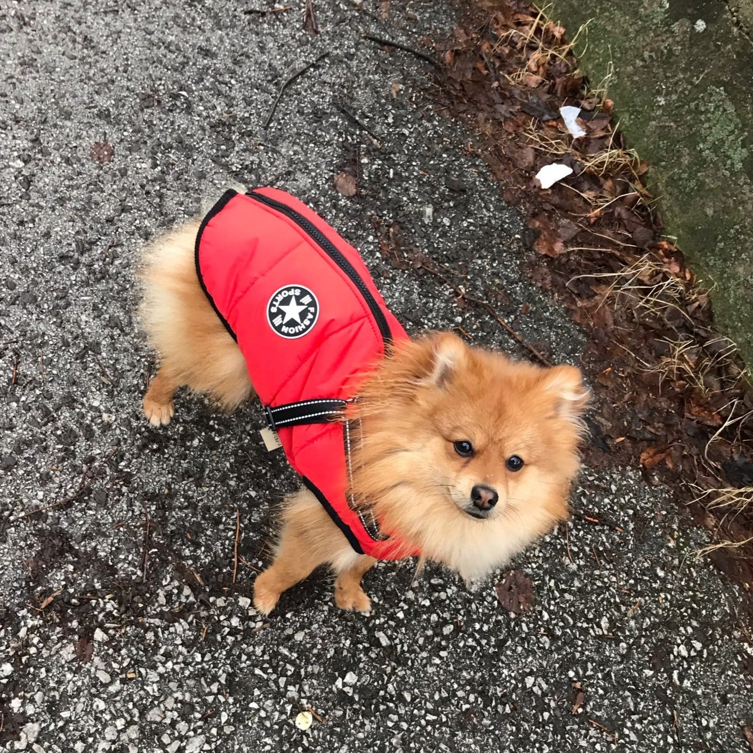 PawShield™ – La Chaqueta para Perros 3 en 1