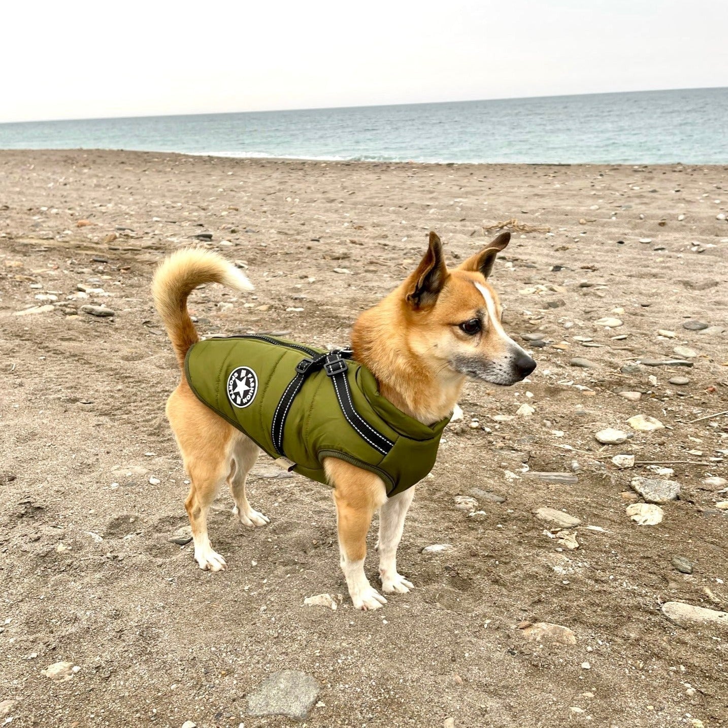 PawShield™ – La Chaqueta para Perros 3 en 1