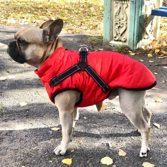 PawShield™ – La Chaqueta para Perros 3 en 1