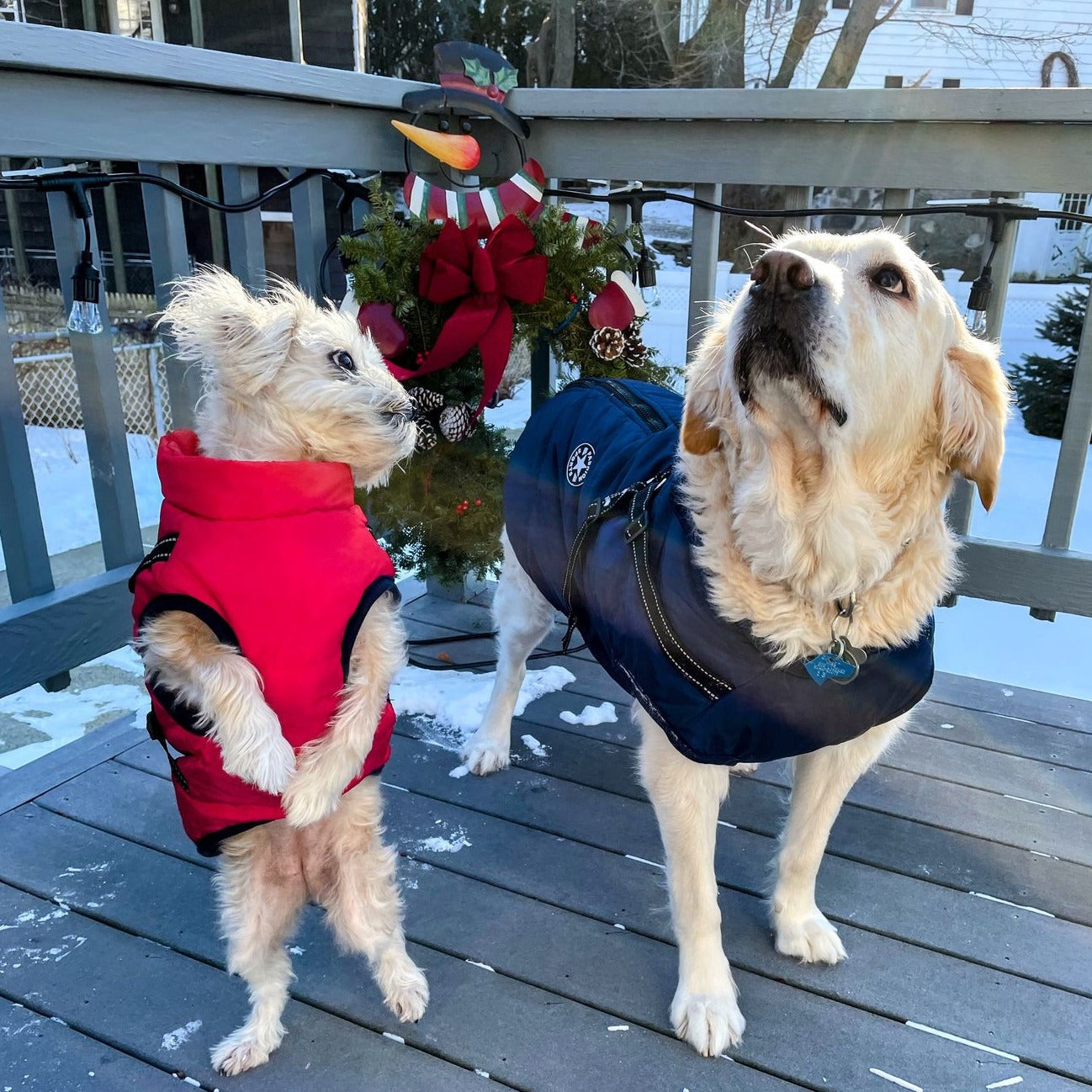 PawShield™ – La Chaqueta para Perros 3 en 1