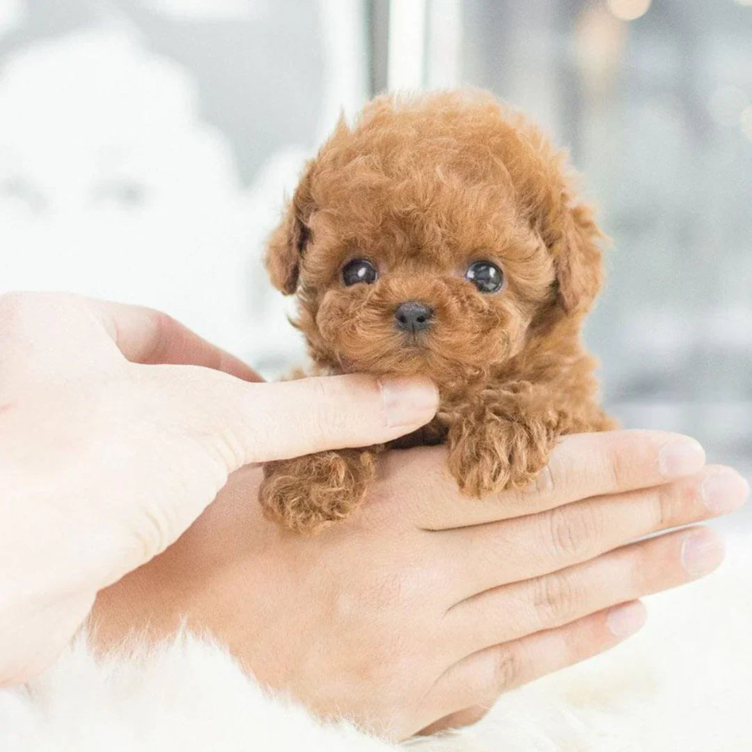 Perrito de Peluche Interactivo - Animal de Peluche Realista para Niños y Adultos con Movimientos y Sonidos