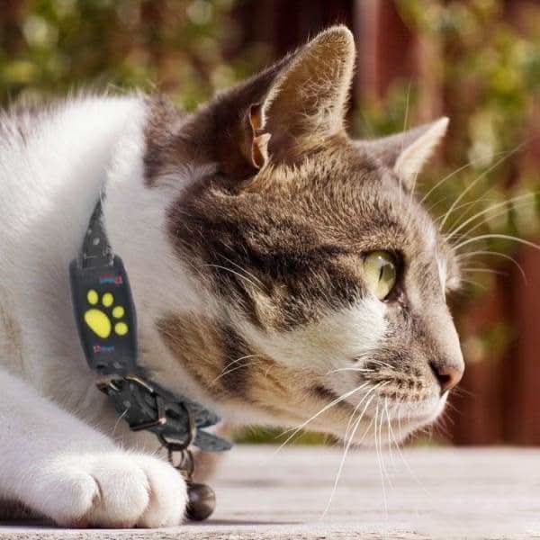 Rastreador GPS para Gatos – Seguimiento en Tiempo Real Sin Suscripción