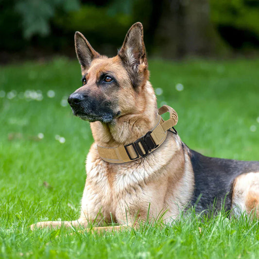 VierraSol | Collar de Entrenamiento Militar para Perros – Collar de Nylon Duradero y Reflectante