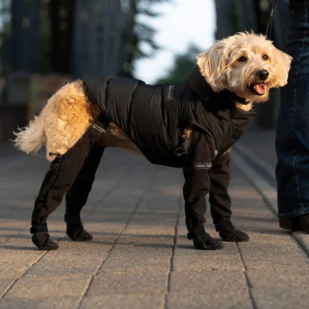 VierraSol | Leggings para Perros con Protección para Patas