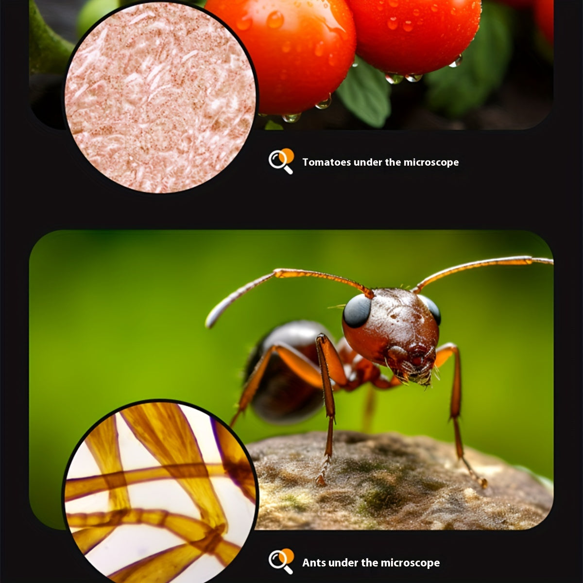VierraSol | Mini Microscopio con Luz LED para Niños