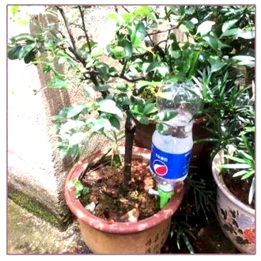 VierraSol | Picos Automáticos de Riego para Plantas - Ayuda de Jardinería de Flujo Ajustable